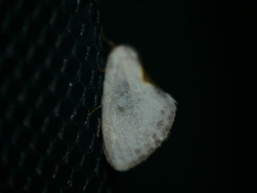 Réf. 294 549 : Cilix hispanica